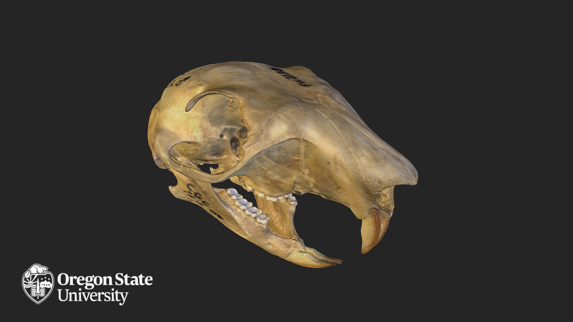 Western Gray Squirrel - FW2138