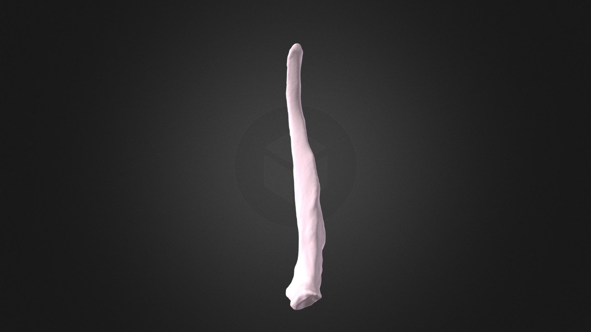 Pongo pygmaeus, left rib 12 - 3D model by Museu de Ciències Naturals de ...