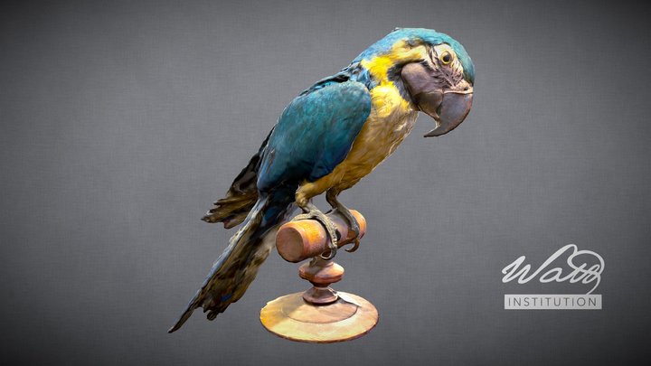 Blue and Yellow Macaw (Ara ararauna) 3D Model