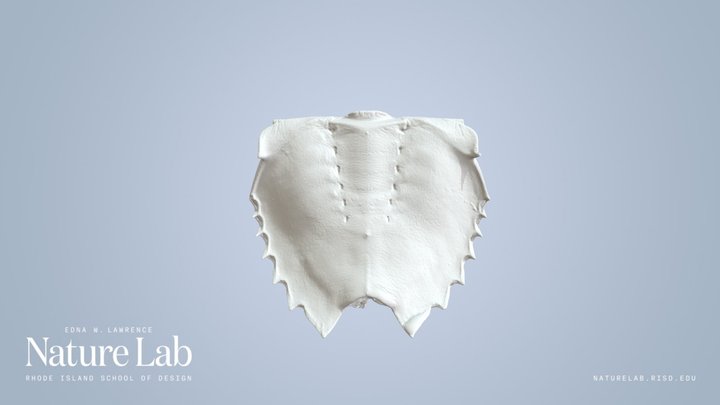 Horseshoe Crab Shell