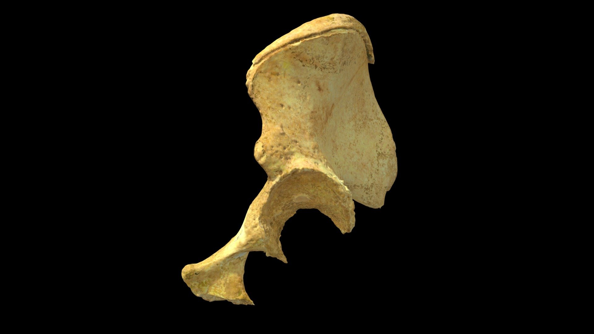 Left Innominate w GSW (VCU_3D _2942) - 3D model by Virtual Curation Lab ...