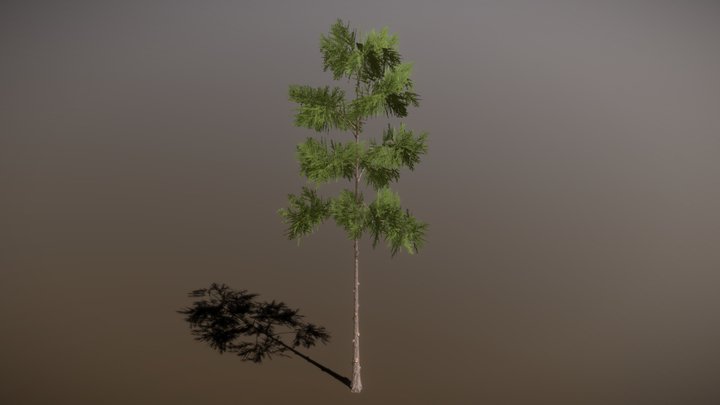 Pine 3D Model