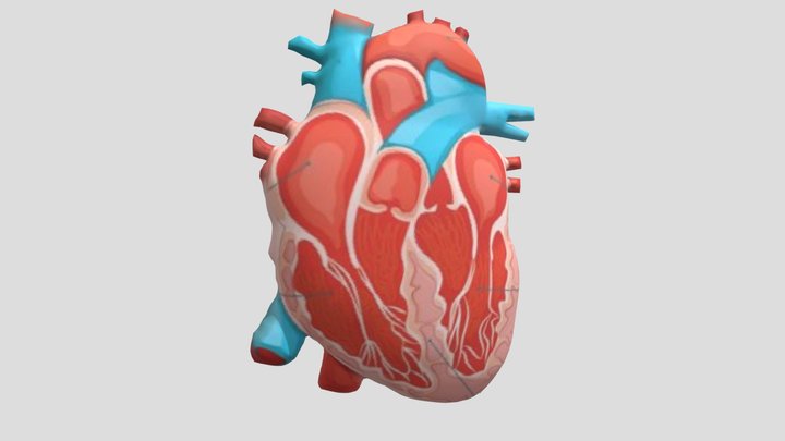 Bagian-bagian Jantung 3D Model