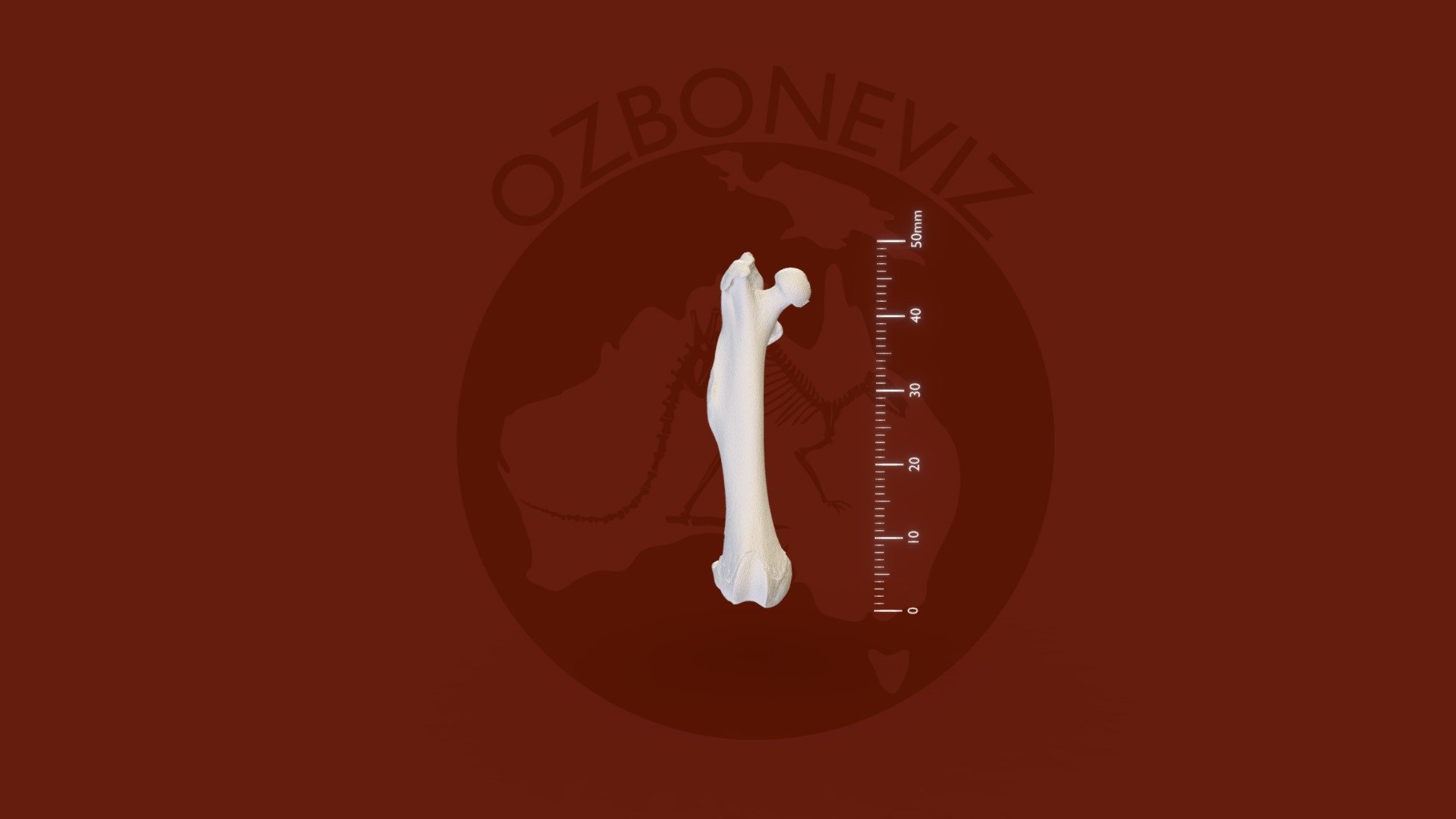 Rakali femur - 3D model by Ozboneviz [028b829] - Sketchfab