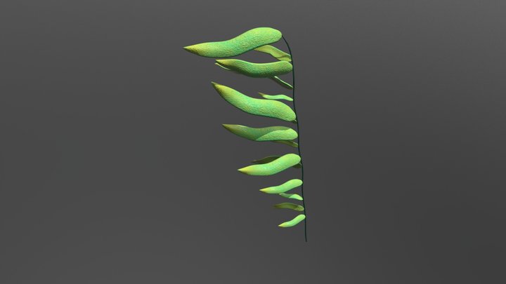 Seaweed 3D Model