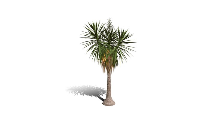 Realistic HD Spineless yucca (7/30) 3D Model