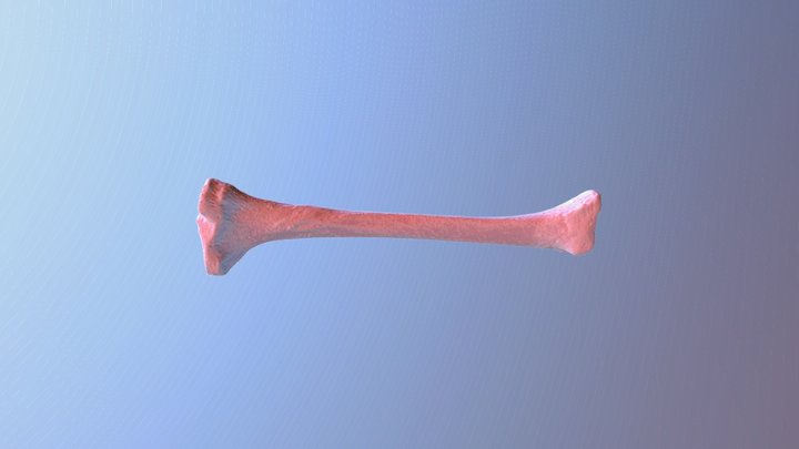 Tibia - cold 3D Model
