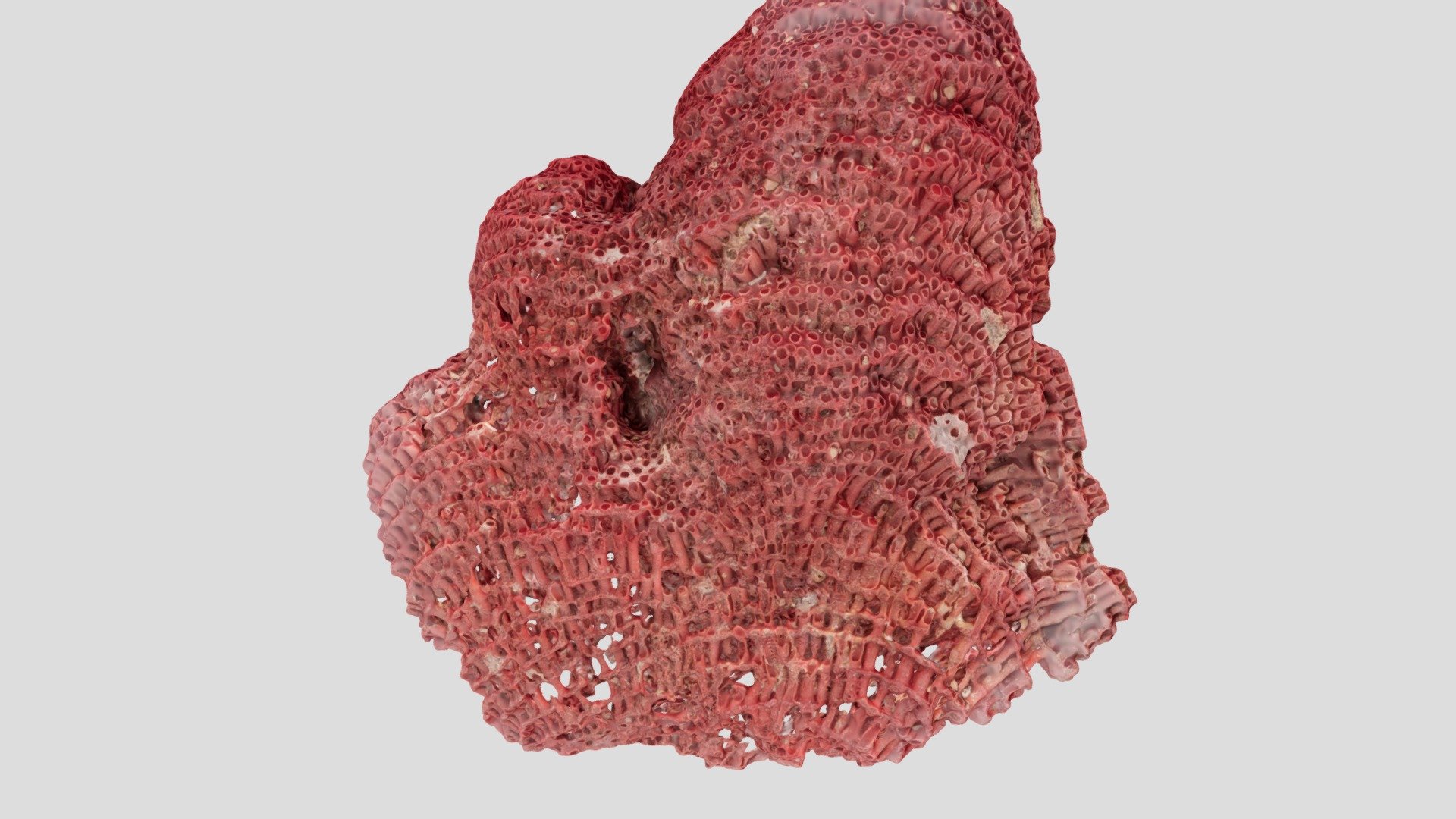 Algue rouge actuelle