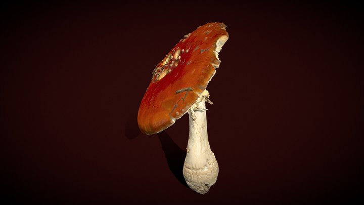 Amanita muscaria - Real fungus 3D scan 3D Model