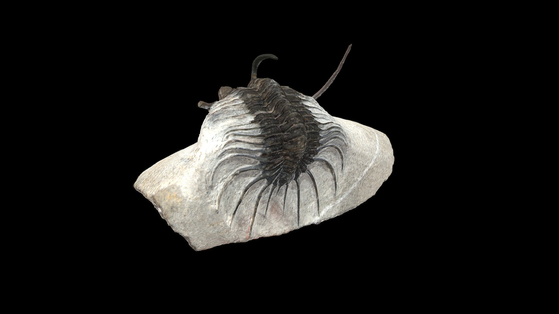 Broken Trilobite 3d Model By Artifacts 3d Artifacts 3d 029aa09