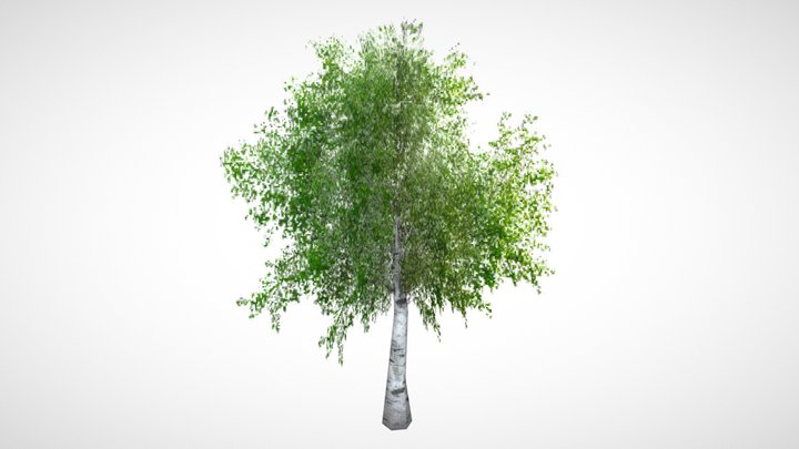 PSX Birch Tree 3D Model