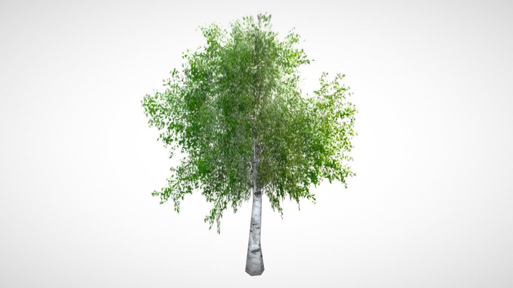 PSX Birch Tree