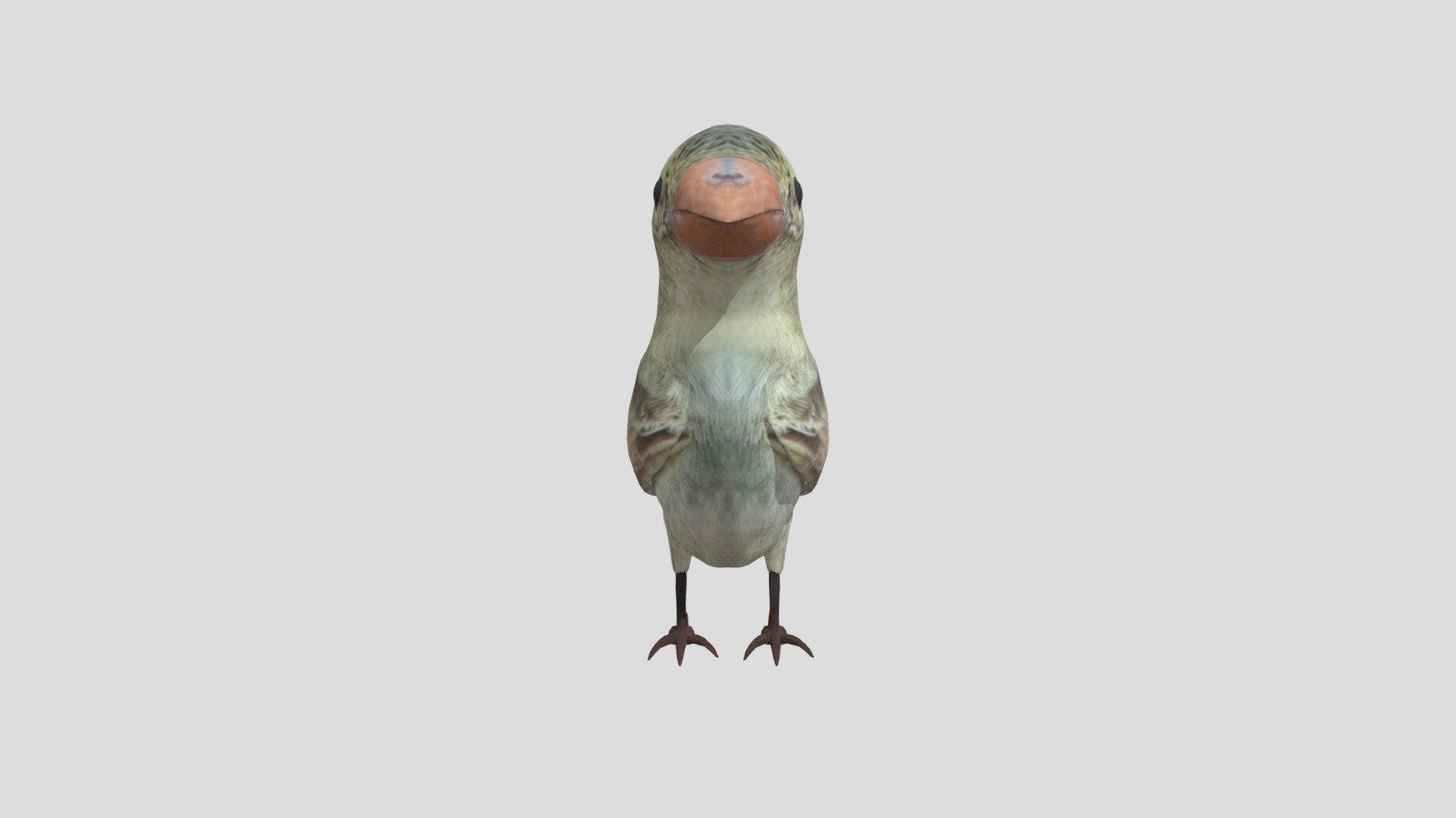 Pajaro3