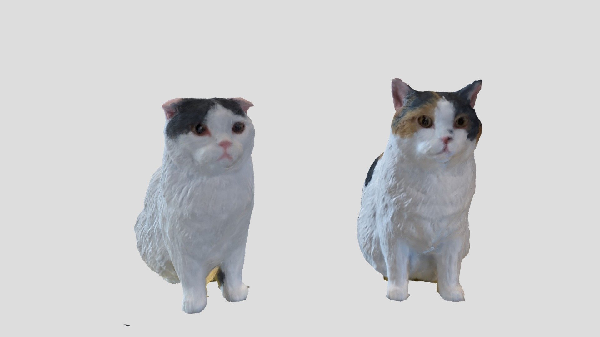 Tong Tong and Dan Dan Cat
