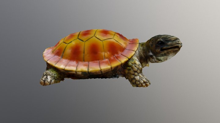 Tortue 3D Model