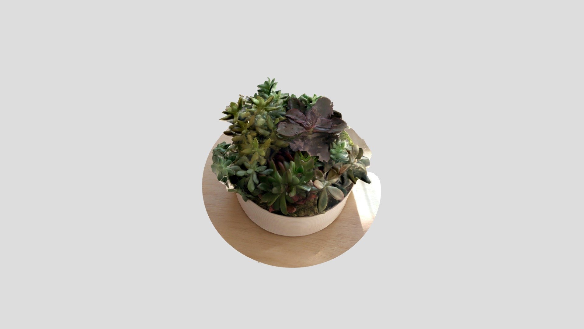 plant