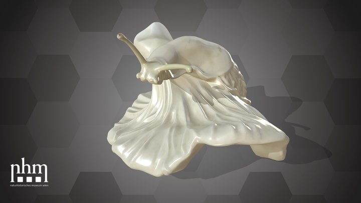Slug on a mushroom (NHMW-ZOO-MO-0081100-ETH-011) – Kostenloses 3D-Modell STL