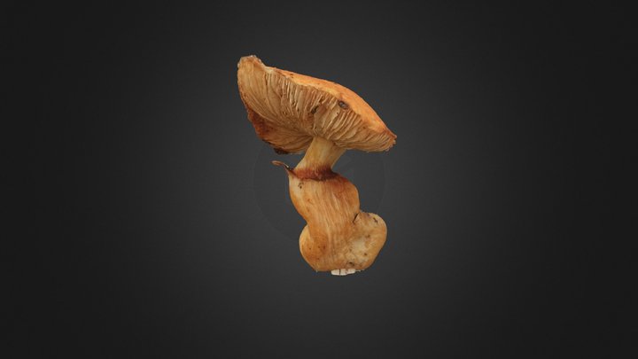 Mushroom Gymnopilus Junonius 3D Model