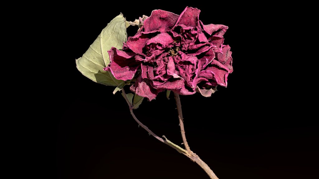 Dried Rose .::RAWscan