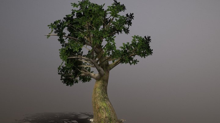 Tree 3D Model