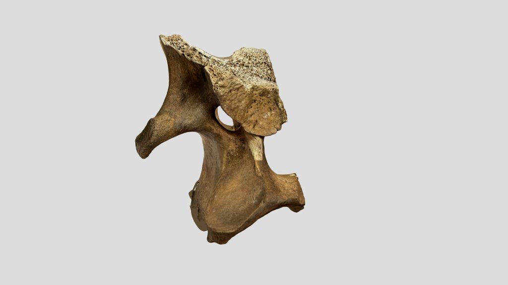 CC Mammal Bone