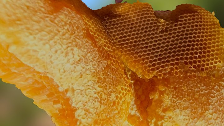 Honey Comb 3D Model