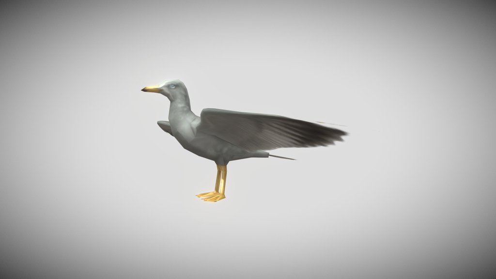seagull