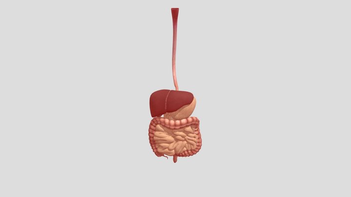digestive_system 3D Model
