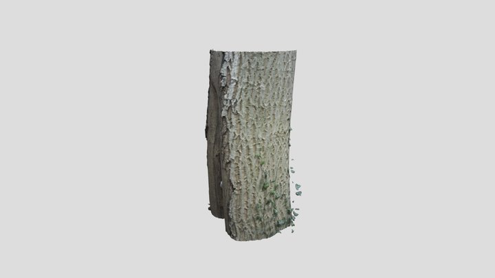 Bark of a Walnut 3D Model