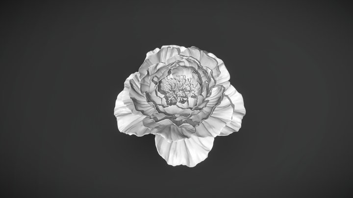 Flower_Peony 3D Model