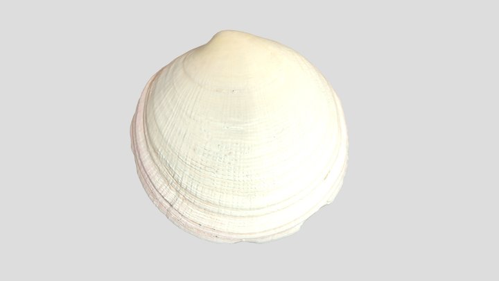 ウラキツキガイ  /  Codakia paytenorum 3D Model