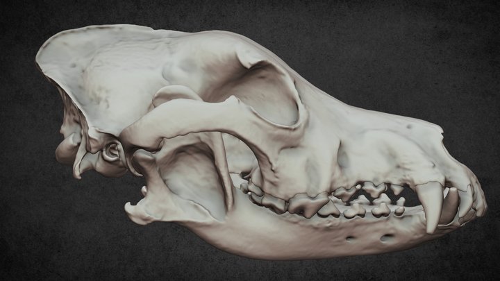 Canine skull (GSD) 3D Model