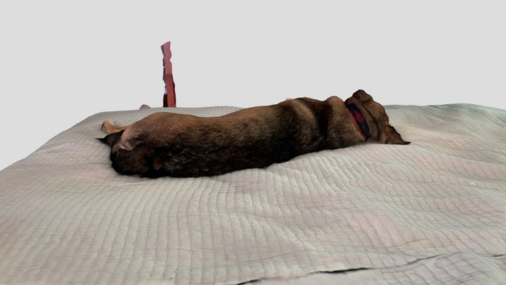 dog is sleep in my bed 3D Model