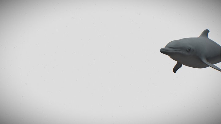 Bottlenose dolphin animated 3D Model