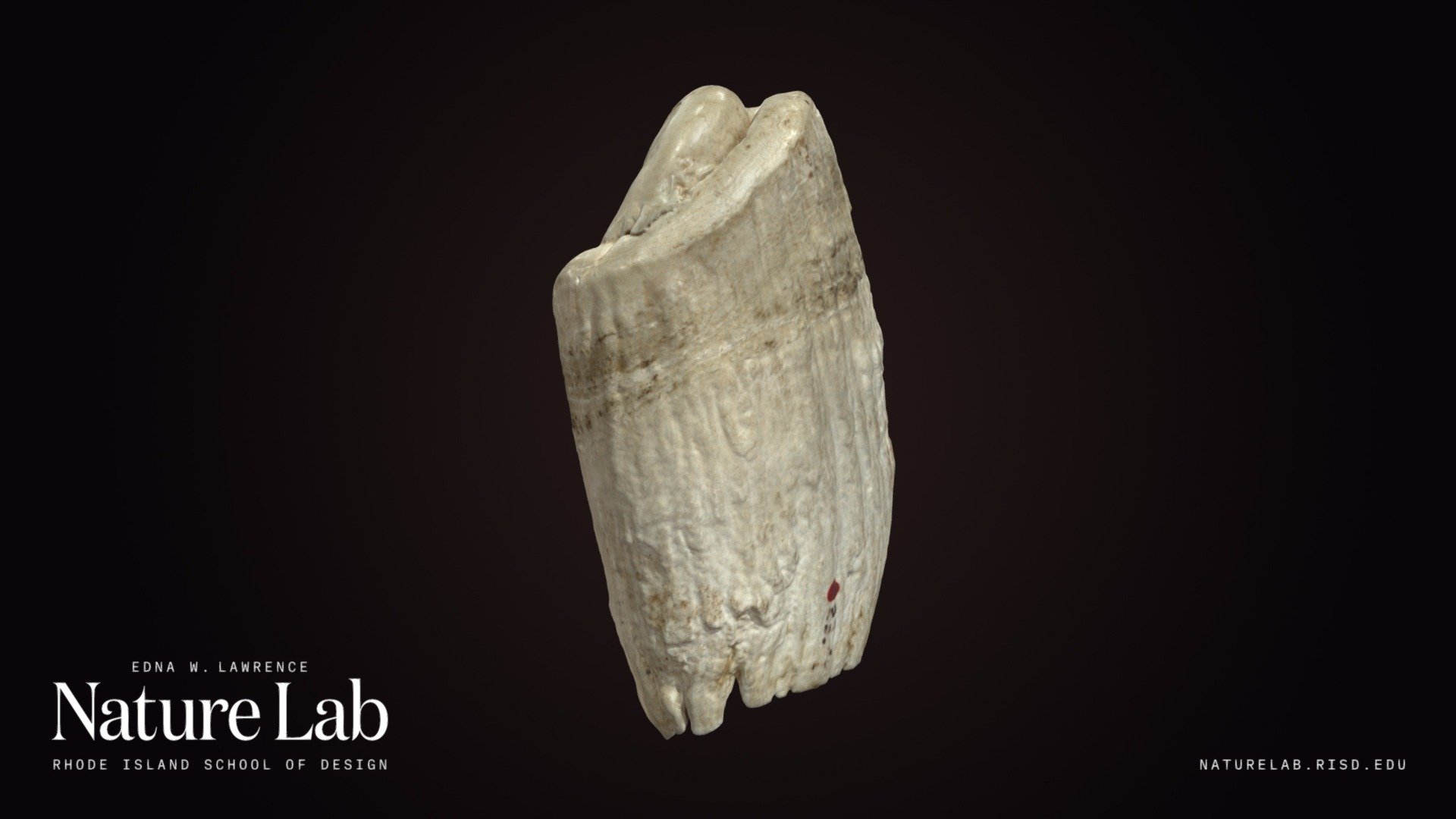Sperm Whale Tooth