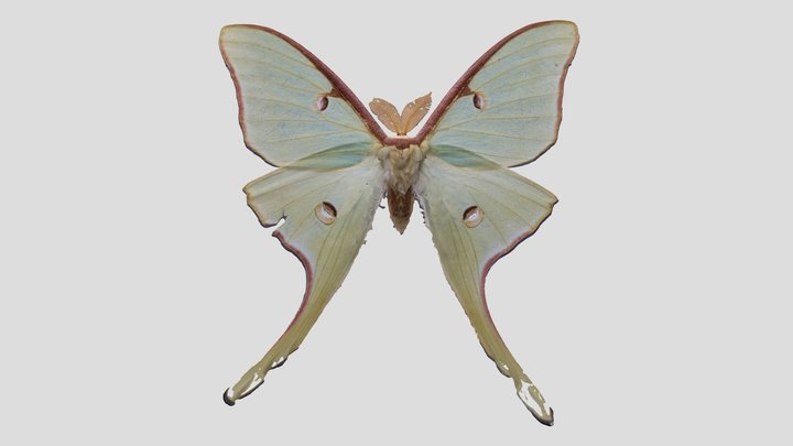 YPM ENT.402564 Luna moth, Actias luna