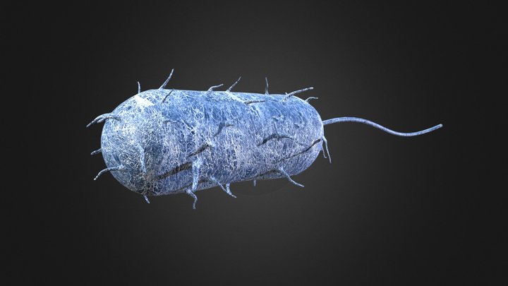 Bacteria 3D Model