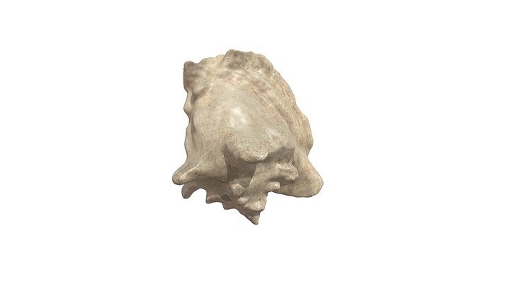 Kagyló LEO 3D Scan 3D Model