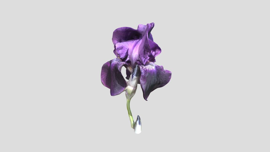 Bearded Iris Kiri Canon R7 mask