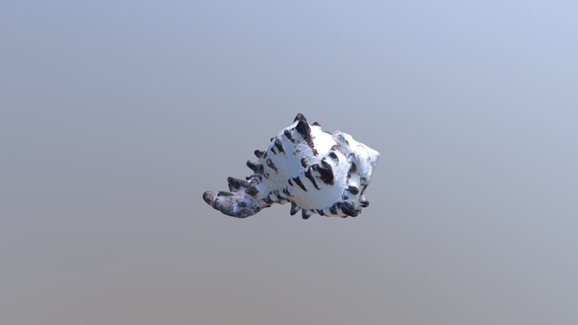 Sea Shell