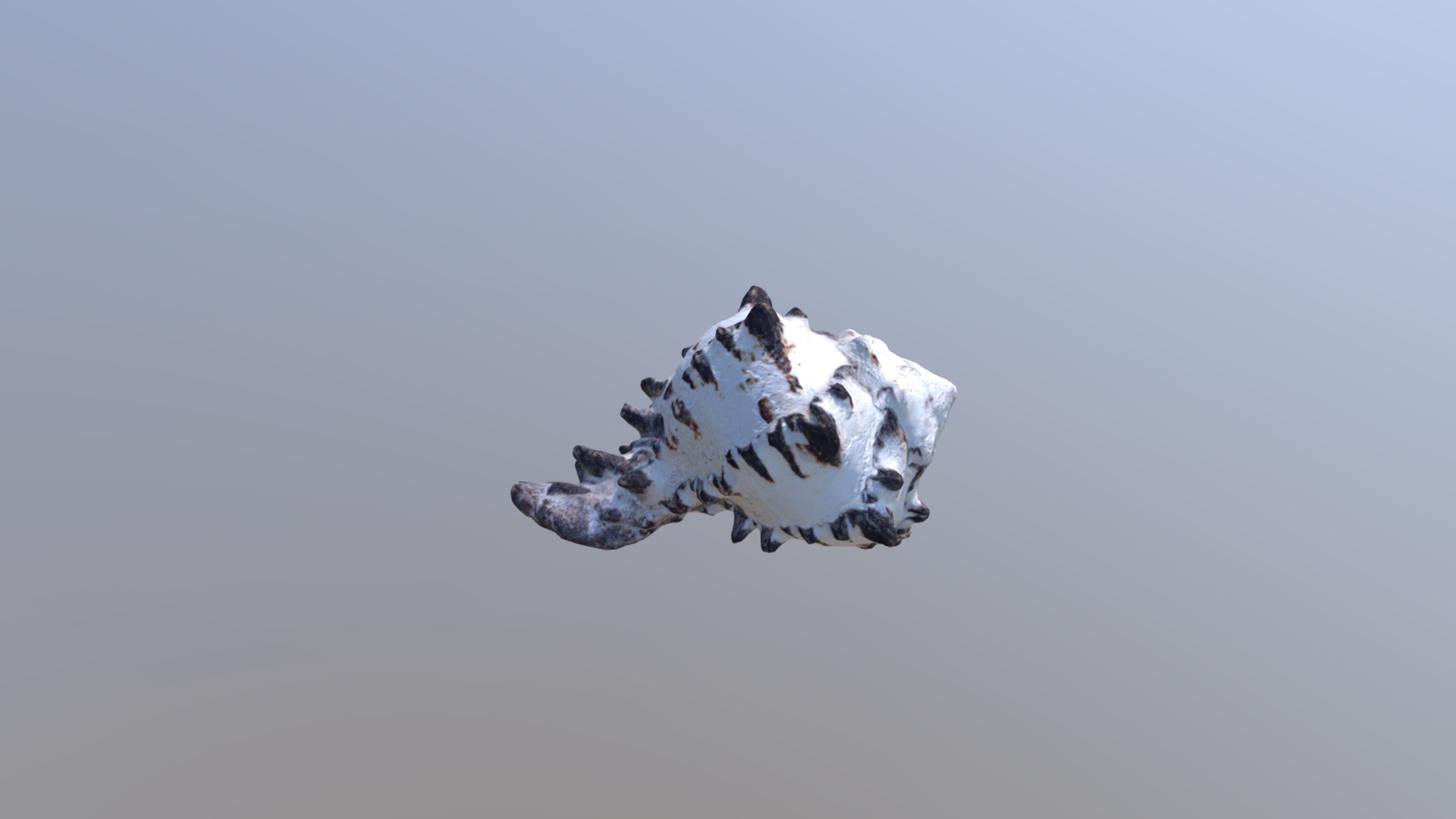 3D model Sea Shell - This is a 3D model of the Sea Shell. The 3D model is about a diamond in the sky.