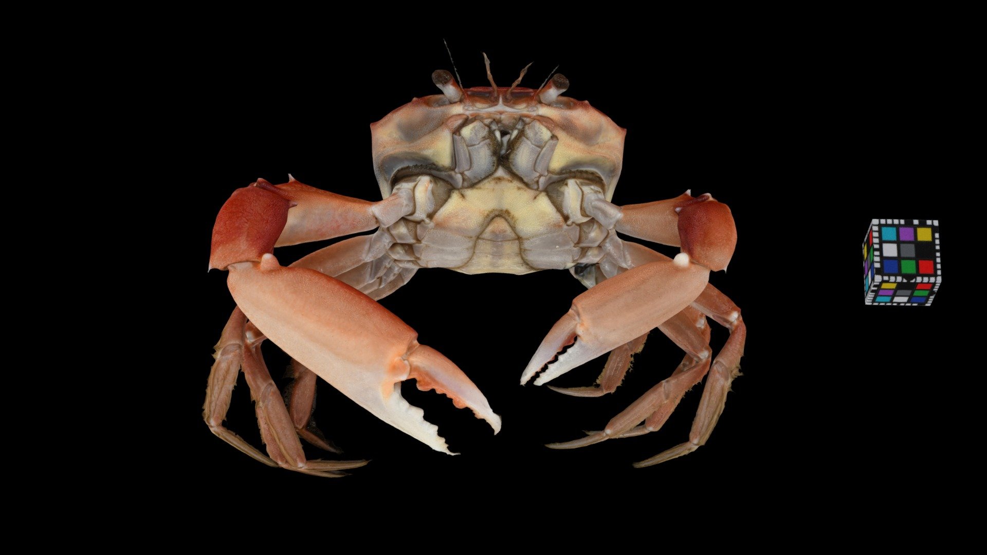 エンコウガニ ♂ Enkou Crab, Carcinoplax surgensis