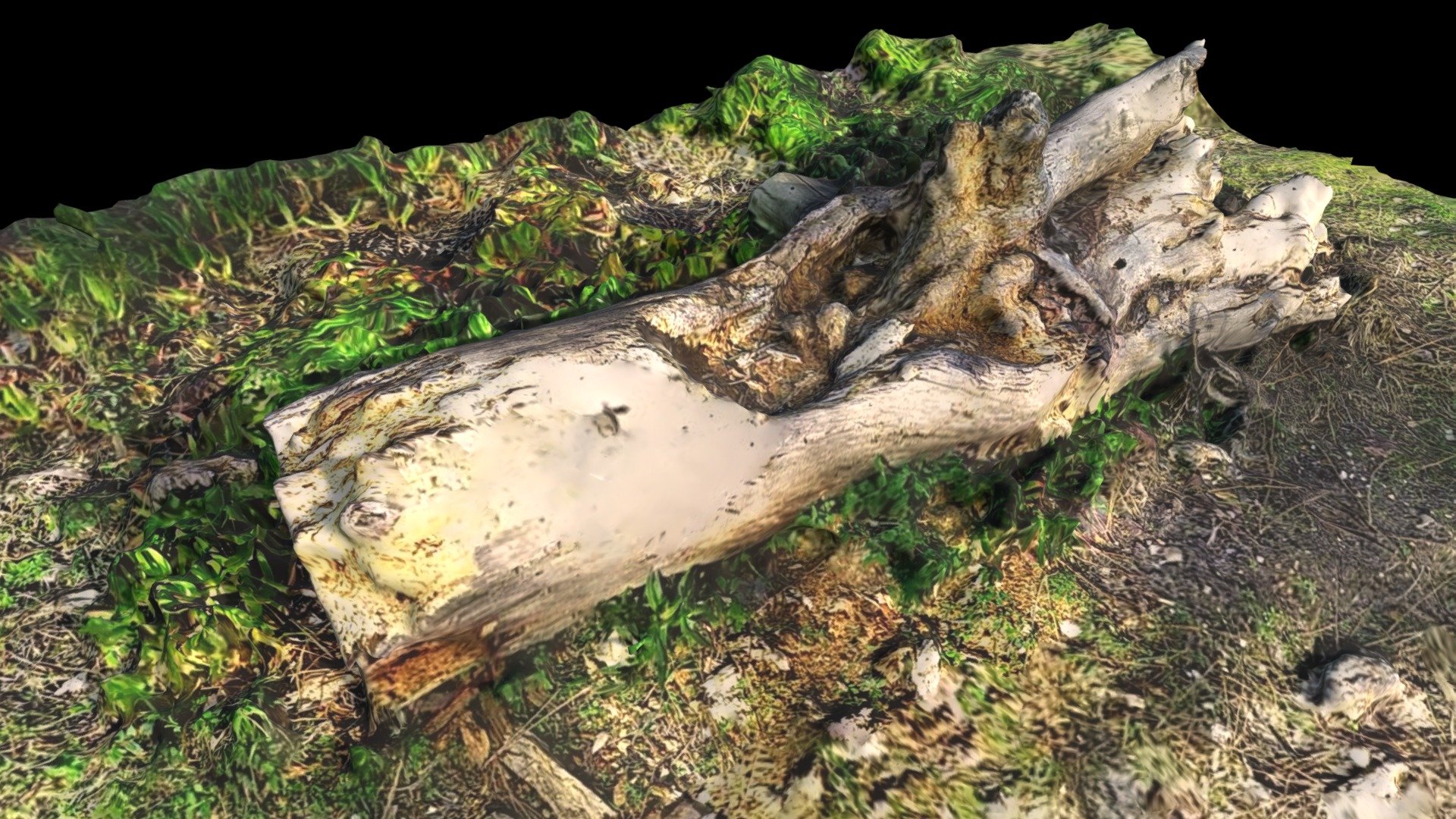 Log