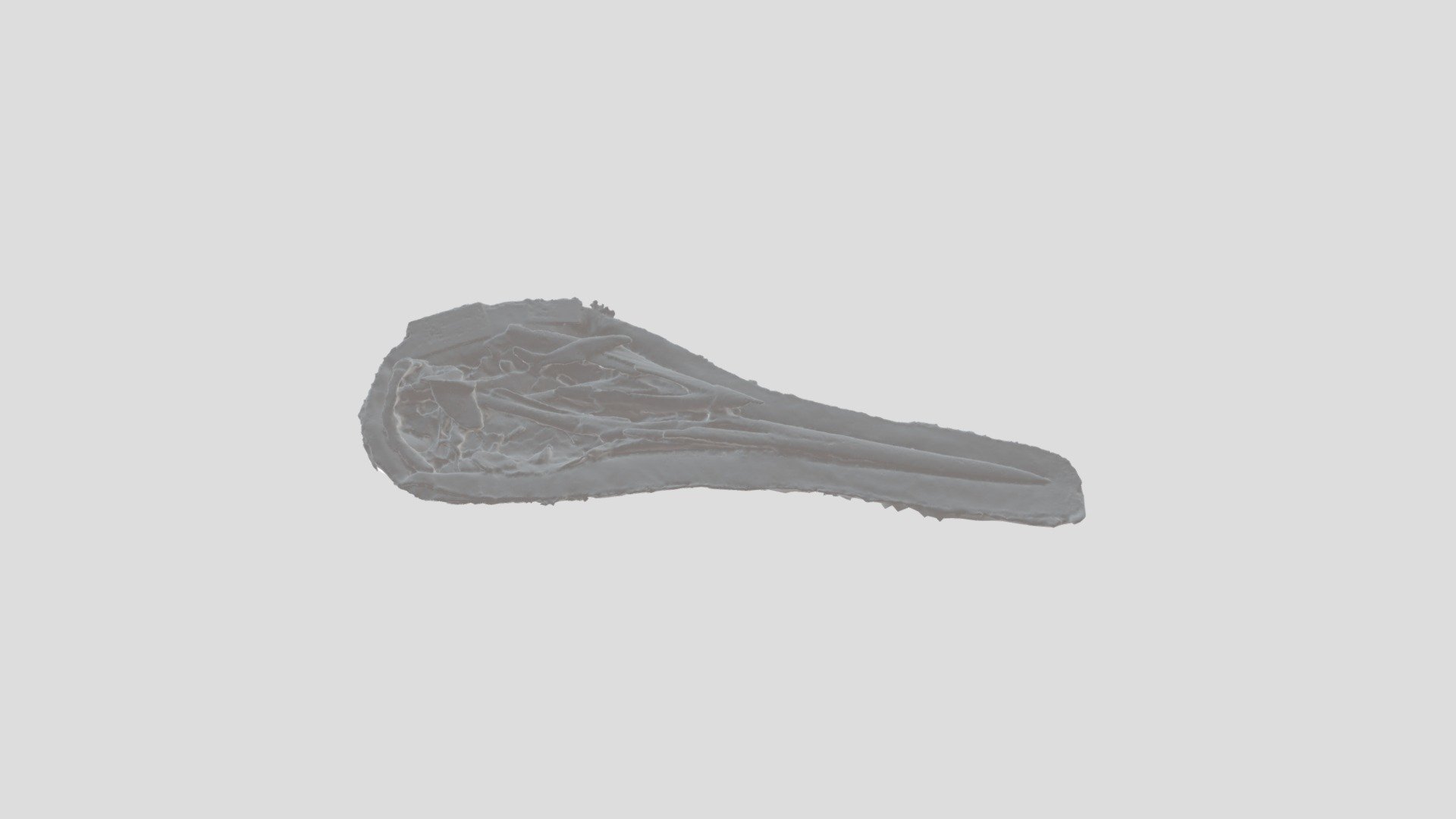 OCPC 31001 - Makaira nigricans (side A)