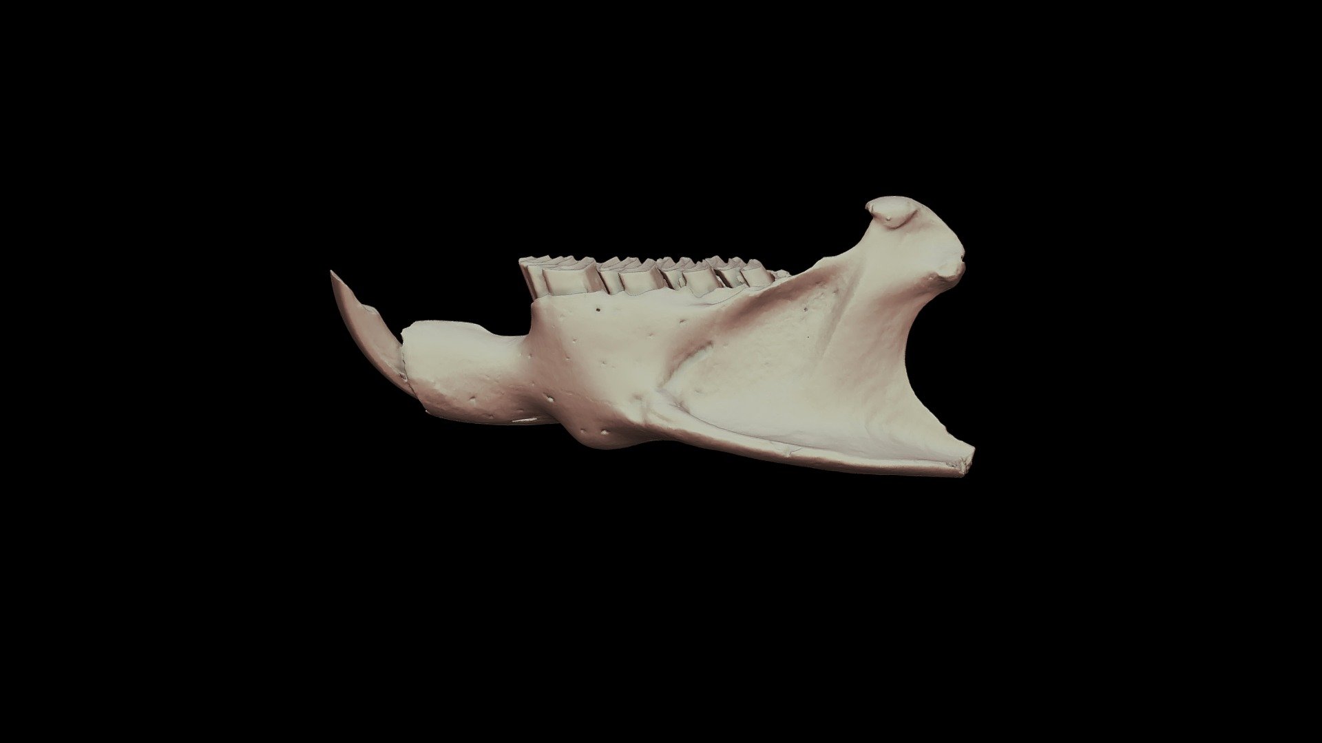 Plagiodontia velozi
