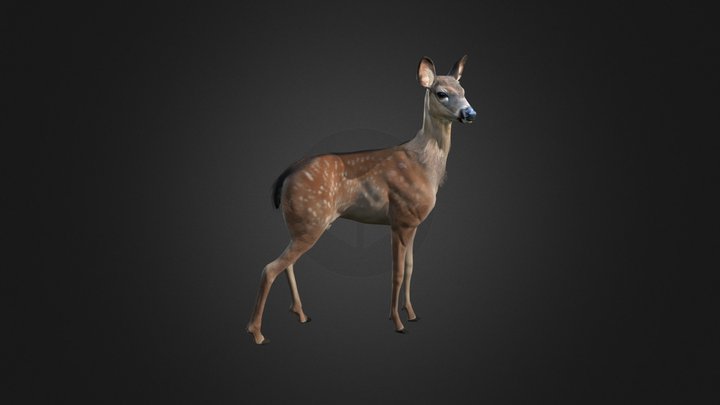 Young Deer 3D Model