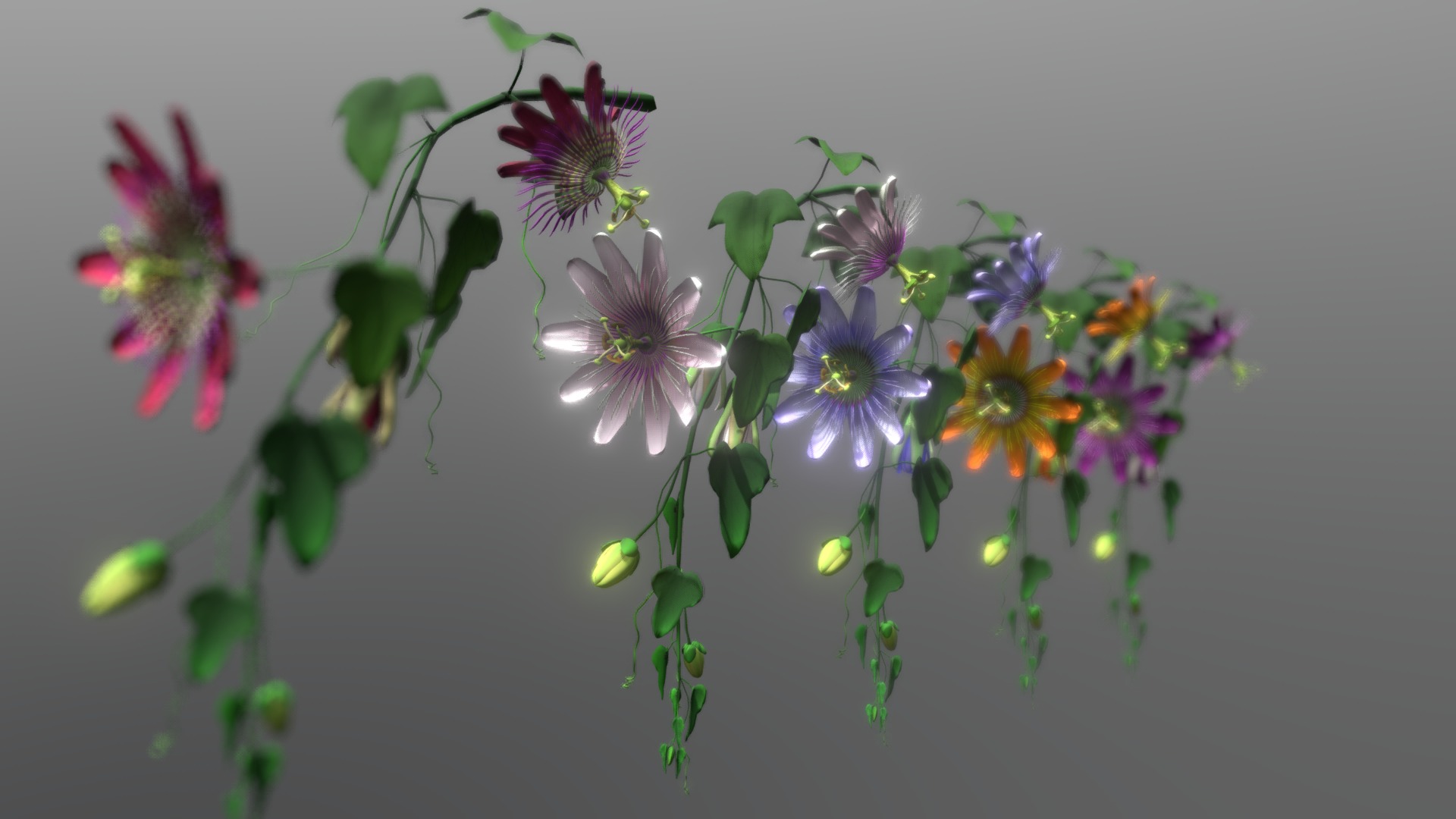 3D model Flower Passifloraceae - This is a 3D model of the Flower Passifloraceae. The 3D model is about a close up of flowers.