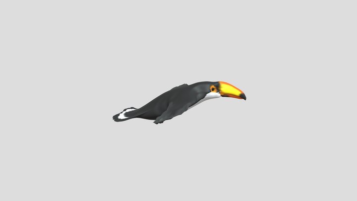 toucan 3D Model