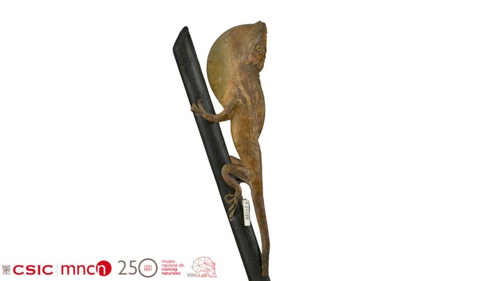 Anolis equestris - MNCN45288 3D Model