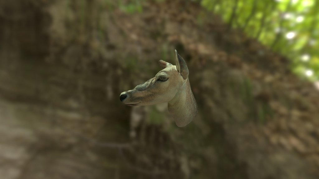 Deer